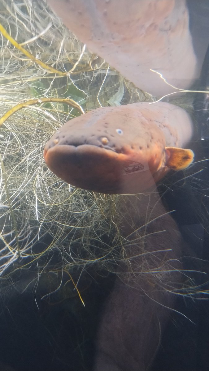 Cedar500's tweet photo. The pole was literally a rusted girder that used to hold an elevated rail line I didnt even take a photo so uh, here have this fucked up looking electric eel from shedd aquarium https://t.co/7hav9tFMCS