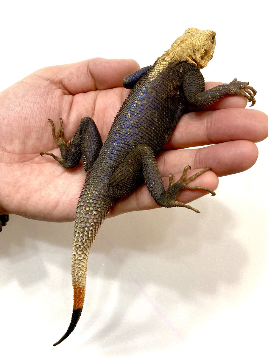 rep_elmer's tweet photo. 【新入荷】
レインボーアガマ

成熟した♂は美しい鮮やかなブルーに発色する個体も😊🌈
尾先まで綺麗でより色が出そうなコをセレクト✨
写真の他にもまだいます。安価なのも魅力です◎

お問合せはフォロー後DM📩にて🙏🏻

#ジャングルハンター京都 #ジャングルハンター静岡 https://t.co/w8MLvgp0ce