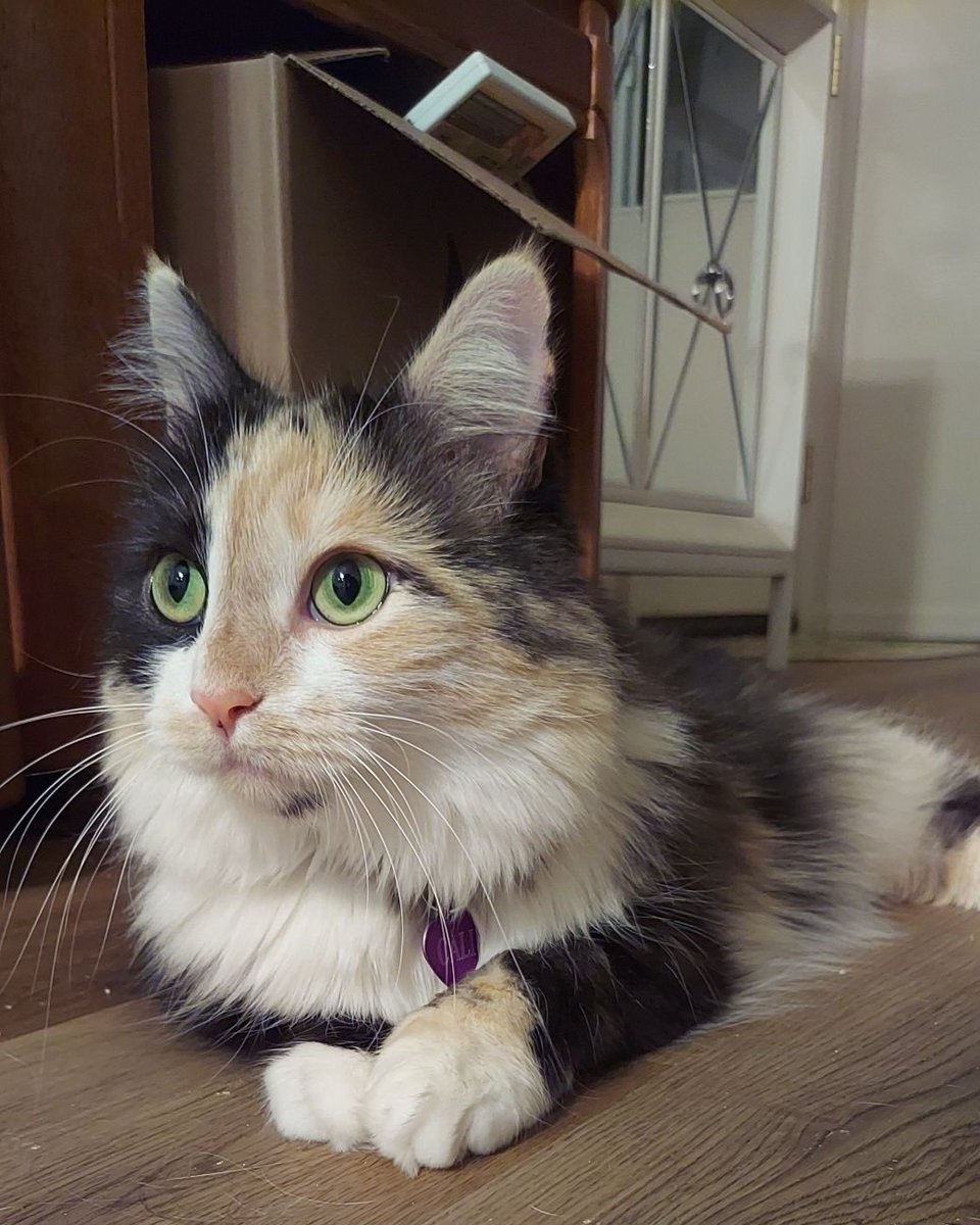 internett_baby's tweet photo. Okay fine you can see my kitties https://t.co/i4Vz5IDK6Y