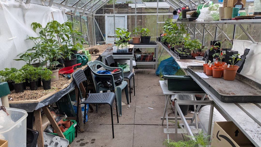 AllotmentCat's tweet photo. (Amanda)

Can you see me?
I'm curled up and fast asleep in the Big Greenhouse.
It's getting a bit emptier every day now that the weather is better.
A lot of the plants will be growing outside but a few, like chillies, will stay in the BG.
Some of the plants smell weird, Basil is one of them. Lots of humans love it but I don't know why.
Have you ever smelled it?
What did you think?