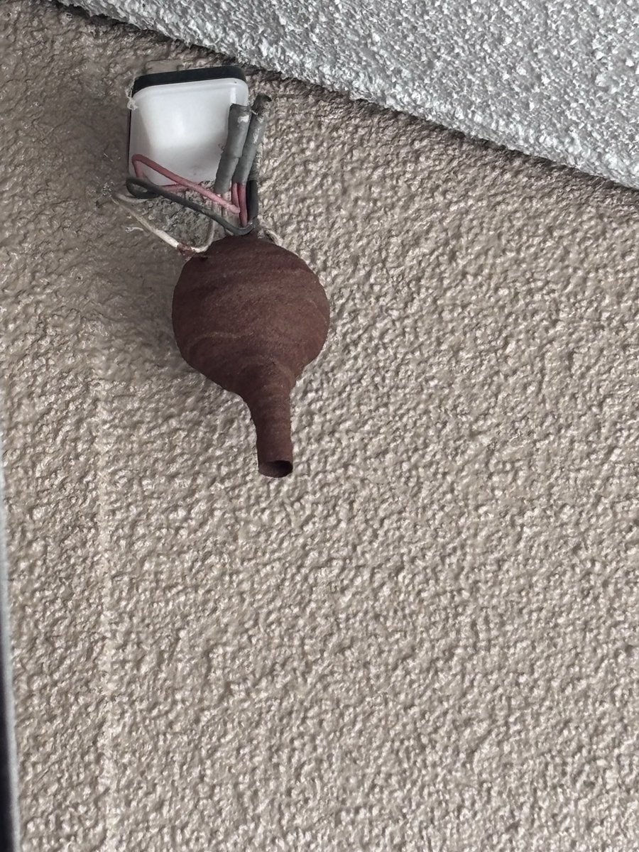 Ohp7D's tweet photo. 洗濯物干してたらふと気になるものが･･･
やっっっべ！
いつものアシナガバチの巣とは違いすぎる形状！
スズメバチの巣の初期形態🐝
薬局ダッシュで駆除スプレー買いに行きましたよ。
幸いにも1匹･･･ https://t.co/U3KoPCIZGd