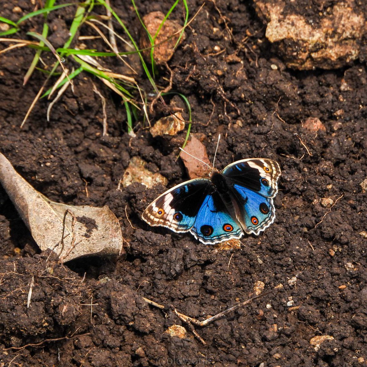 OldWonk's tweet photo. Celebrating #EnvironmentDay today 💚

Exploring 
Observing 
Conserving 

Everyday ✅

#IndiAves @VTBKS_Pune @BnhsEnvis @ncfindia @SoIB_India @earlybirdncf https://t.co/ZF0bgXPIOc