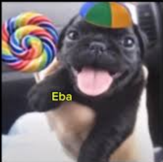 zStraicker's tweet photo. @coelhoscansados https://t.co/QWvXUP4CIe