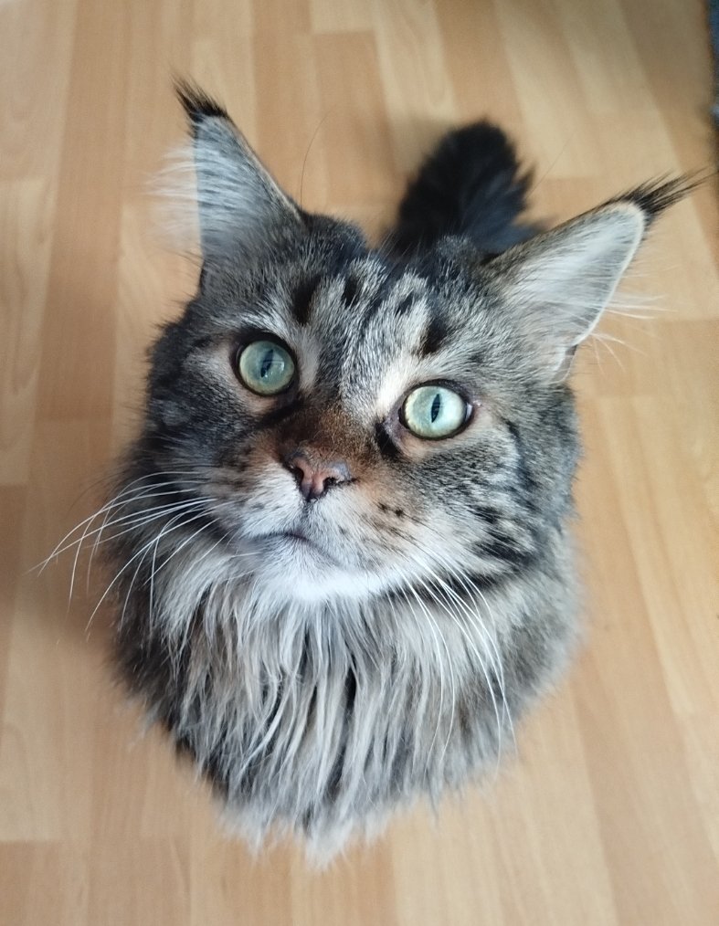 DemiDemiVT's tweet photo. @AkumaMikoVT Thats one cute design
My maine coon approves https://t.co/aOj8PP47c8