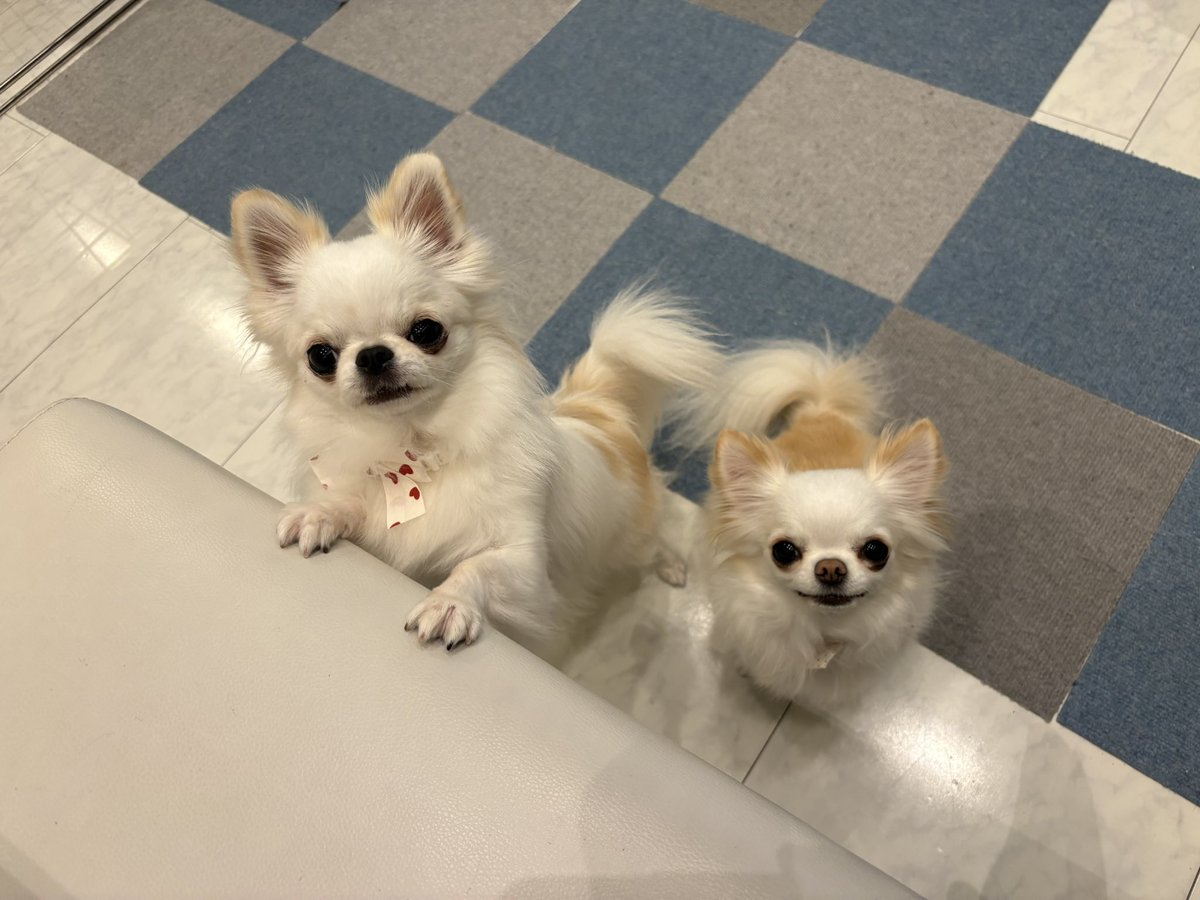 etsu0122p's tweet photo. かわいすぎた♡
#チワワ
#チワワのいる暮らし https://t.co/GHPXbLIFuY