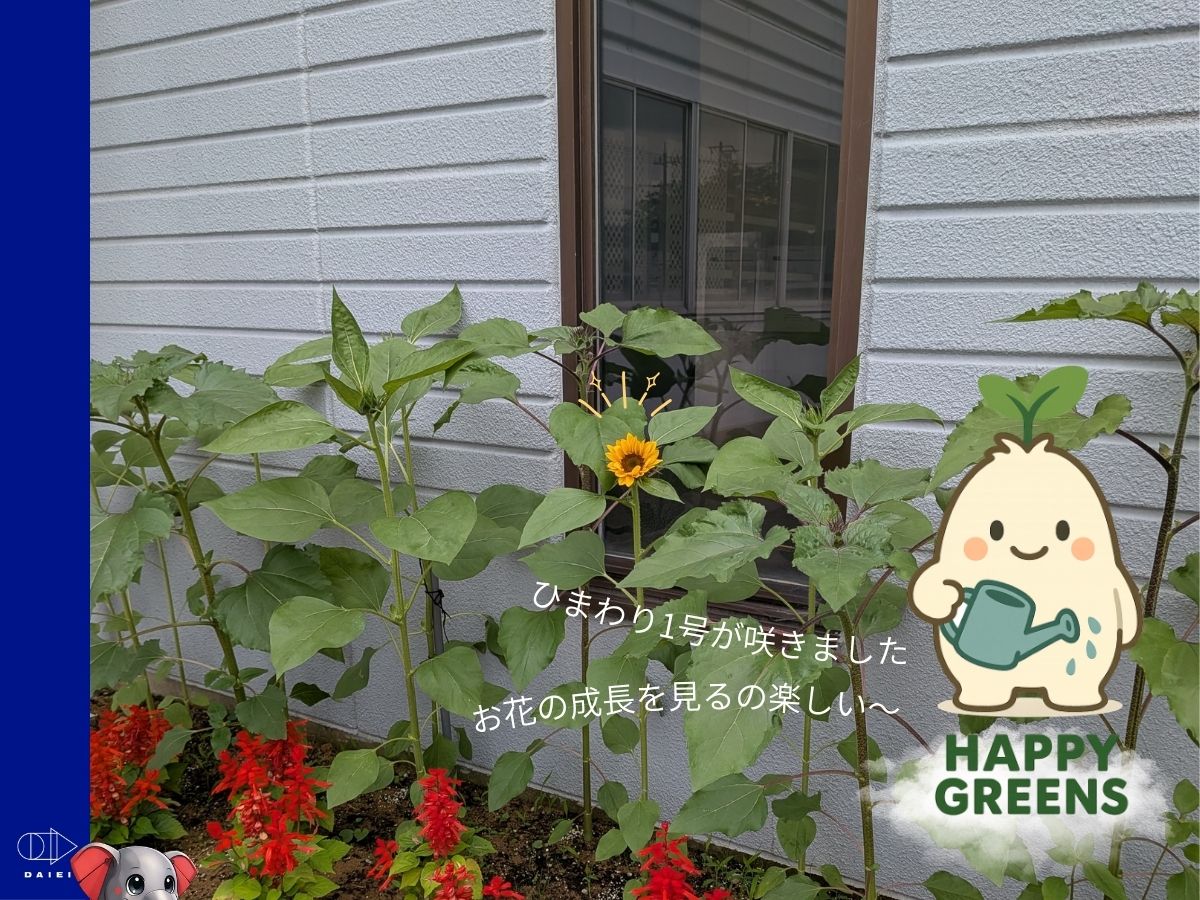 DaieiFactory's tweet photo. おはようございます
石川県小松市はくもり☁️

＼ ひまわりが咲きました🌻 ／

チーム「HAPPY GREENS」がお世話してくれている花壇で、ひまわり1号が咲いていました🙌

これからたくさん咲いていくるのが楽しみです😊

#企業公式が毎朝地元の天気を言い合う
#企業公式が朝の挨拶を言い合う
#企業公式相互フォロー