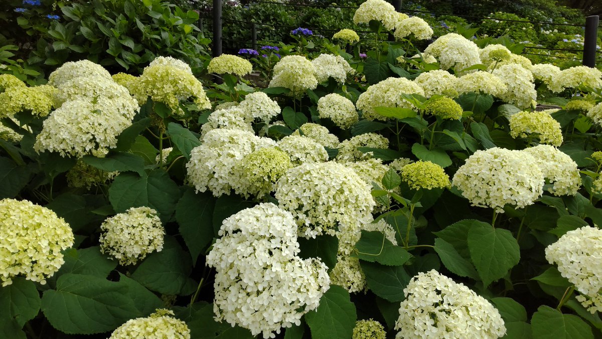 efc8a31d943141c's tweet photo. #アジサイ #紫陽花 #幸手 #権現堂
幸手市の権現堂堤におじゃましました
さまざまな種類のアジサイが咲いていました https://t.co/5CUhszdrY7