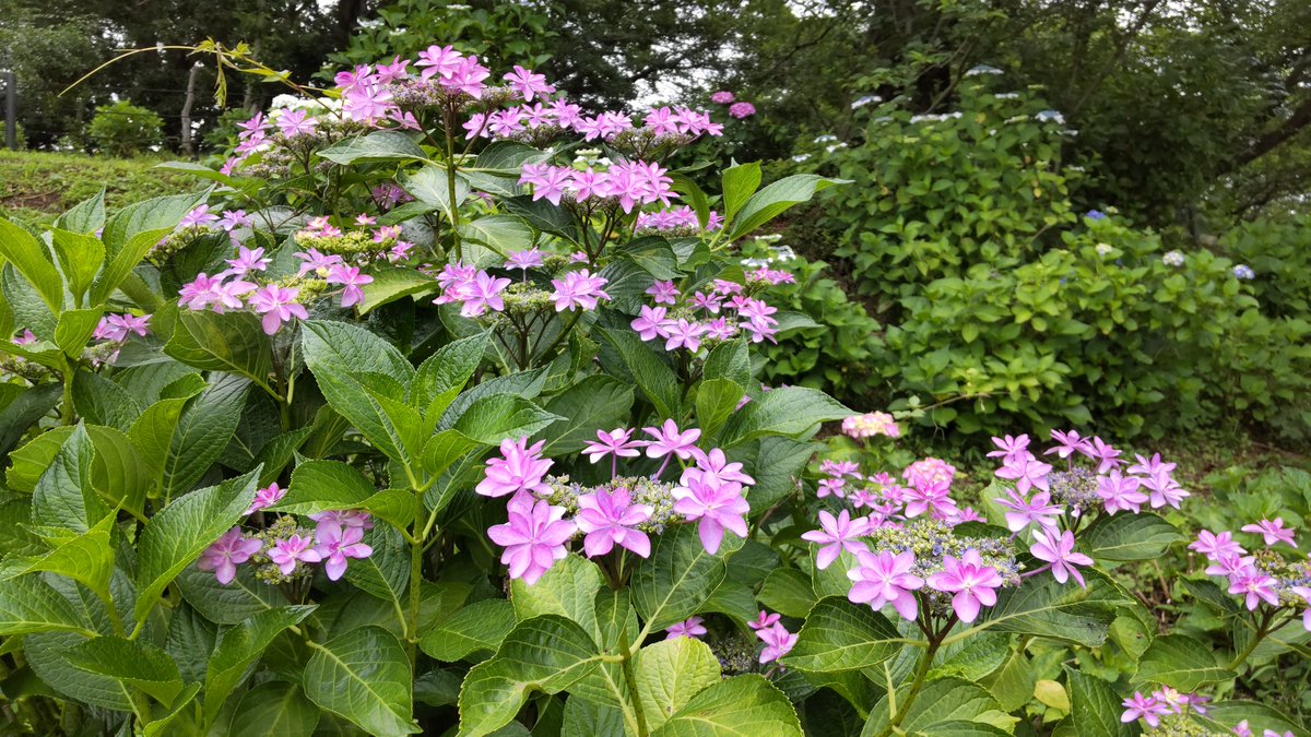 efc8a31d943141c's tweet photo. #アジサイ #紫陽花 #幸手 #権現堂
幸手市の権現堂堤におじゃましました
さまざまな種類のアジサイが咲いていました https://t.co/5CUhszdrY7