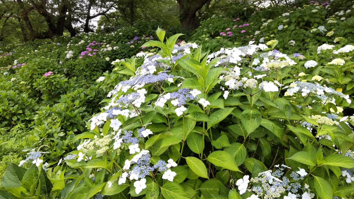efc8a31d943141c's tweet photo. #アジサイ #紫陽花 #幸手 #権現堂
幸手市の権現堂堤におじゃましました
さまざまな種類のアジサイが咲いていました https://t.co/5CUhszdrY7