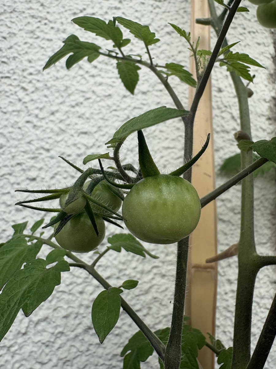 ask0917e5's tweet photo. うちのトマトです🍅
〔支柱は割れた竹刀〕 https://t.co/vvpUoQgcfL