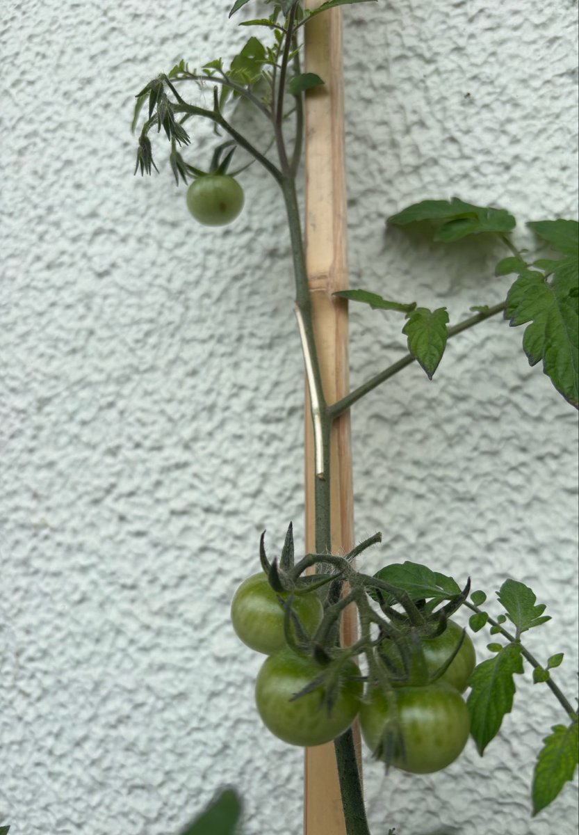 ask0917e5's tweet photo. うちのトマトです🍅
〔支柱は割れた竹刀〕 https://t.co/vvpUoQgcfL