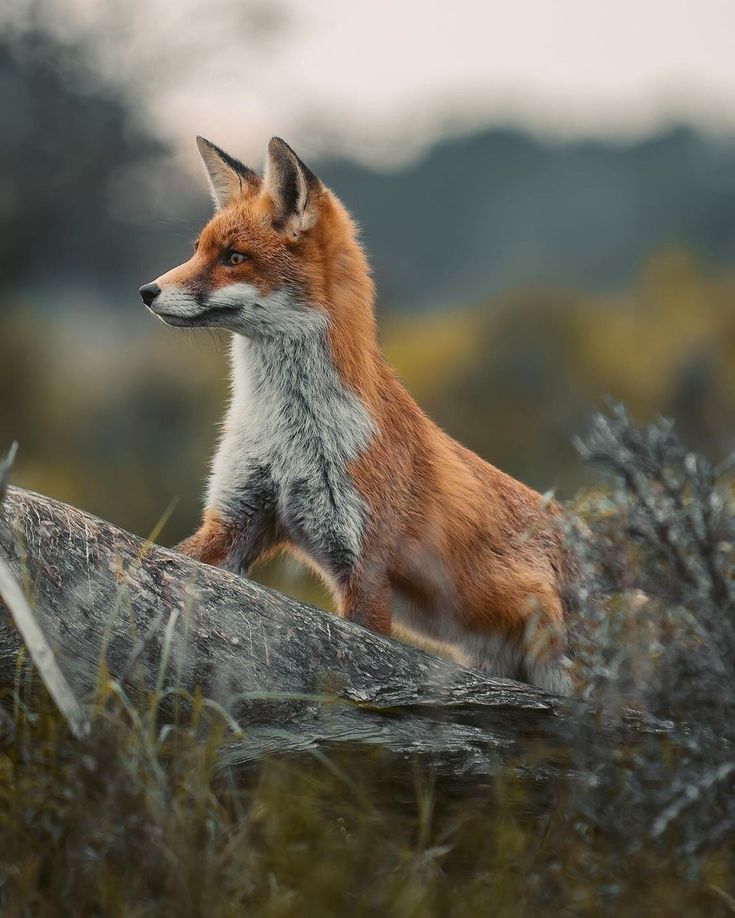 foxcoffeemetz's tweet photo. #FOXNEWS ● Vendredi #Foxy 😍😍😍
.
.
[ #FoxCoffee - #FoxLab - #FoxRoom ] https://t.co/zz2Z53etxZ
