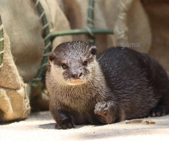 otter