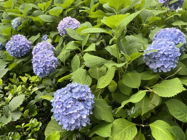 ta_spcc's tweet photo. きんようびです✨
今週もお疲れさまでした😃

京都も梅雨入りしちゃいました☂️
昨年はめちゃくちゃ早かったですが
今年は例年通りに近いそうです📅
お洗濯にちょっと困る季節ですね…😥

それでは来週もよろしくお願いします！
#企業公式がお疲れさまを言い合う
#企業公式相互フォロー https://t.co/uYElgpM0XI