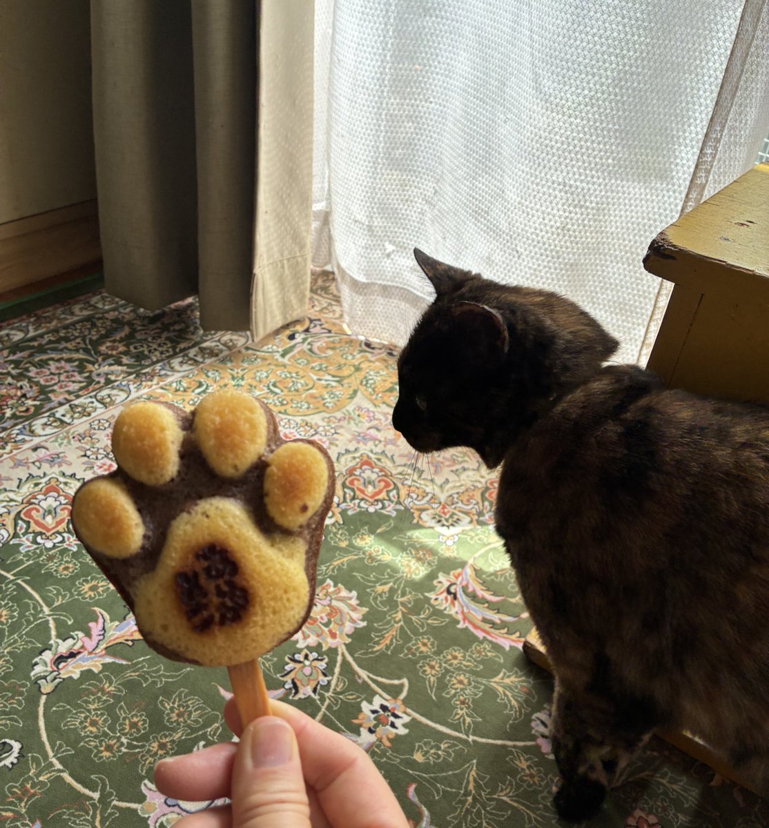 LeKmtknk's tweet photo. 可愛いの🐾いただきまーす😋
カーテンボロボロ😇 https://t.co/UJ29JQeCpk