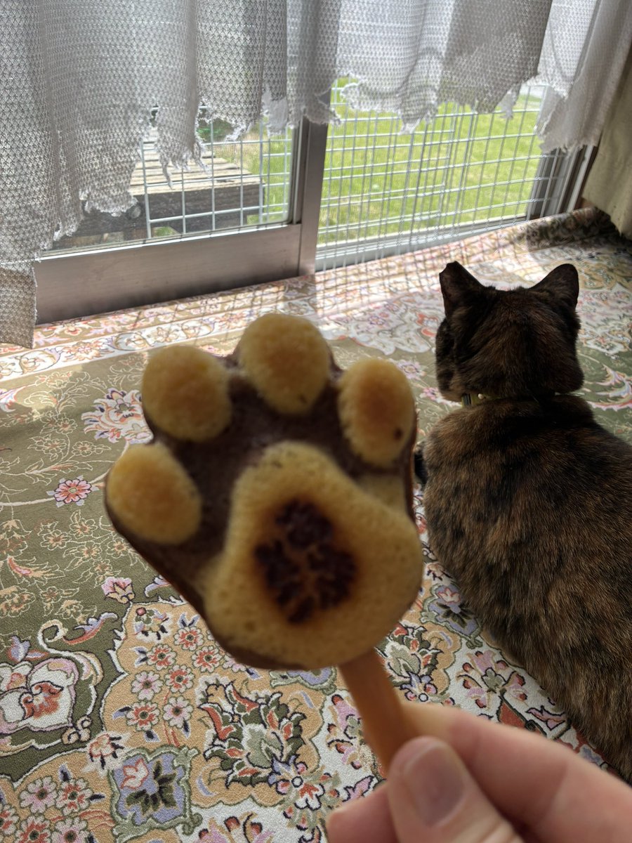 LeKmtknk's tweet photo. 可愛いの🐾いただきまーす😋
カーテンボロボロ😇 https://t.co/UJ29JQeCpk