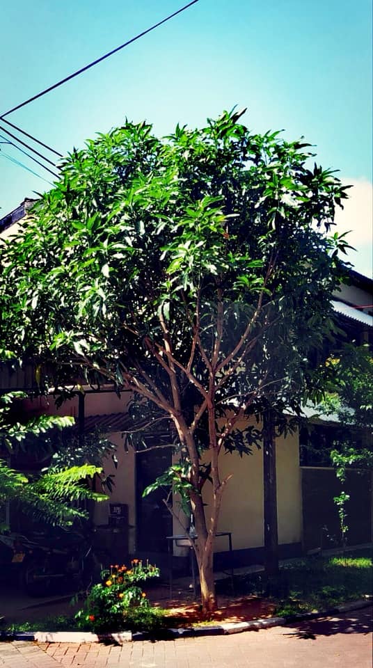 charith9's tweet photo. පුංචි පැලේ ගස වෙනා..... 
"From a tiny sapling to a flourishing tree."
(Twelve years ago, on World Environment Day 2014, I planted this mango sapling. Today, it stands as a thriving tree—a small reminder that meaningful change begins with small actions)
#WorldEnvironmentDay
#EnvironmentDay
#ProtectNature
#GoGreen
#Sustainability
#ClimateAction
#EnvironmentalProtection
#GreenFuture
#NatureConservation
#PlantATree