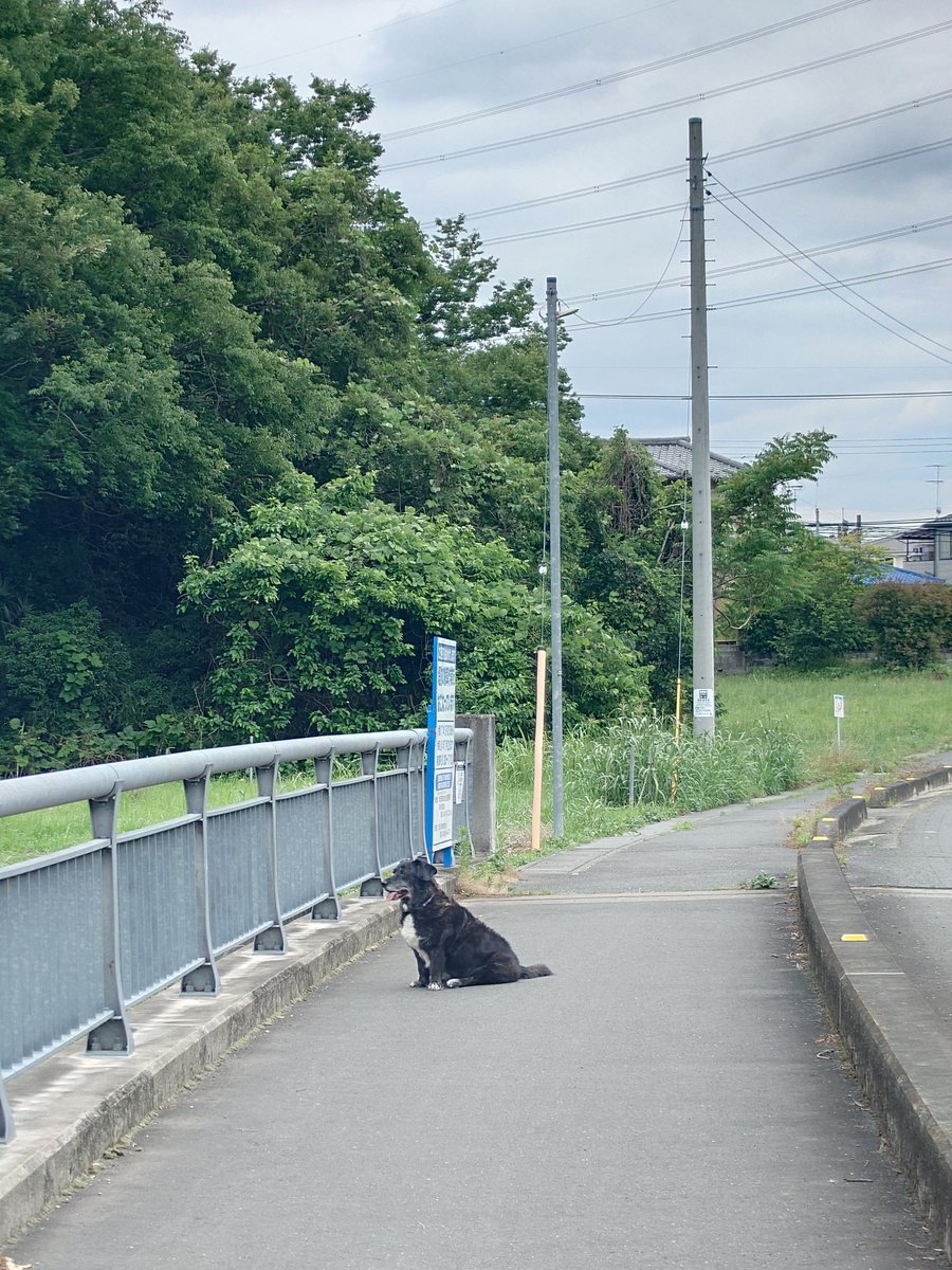 Omeeoh's tweet photo. やる気のないお嬢さま… https://t.co/0dz8nhuOJB