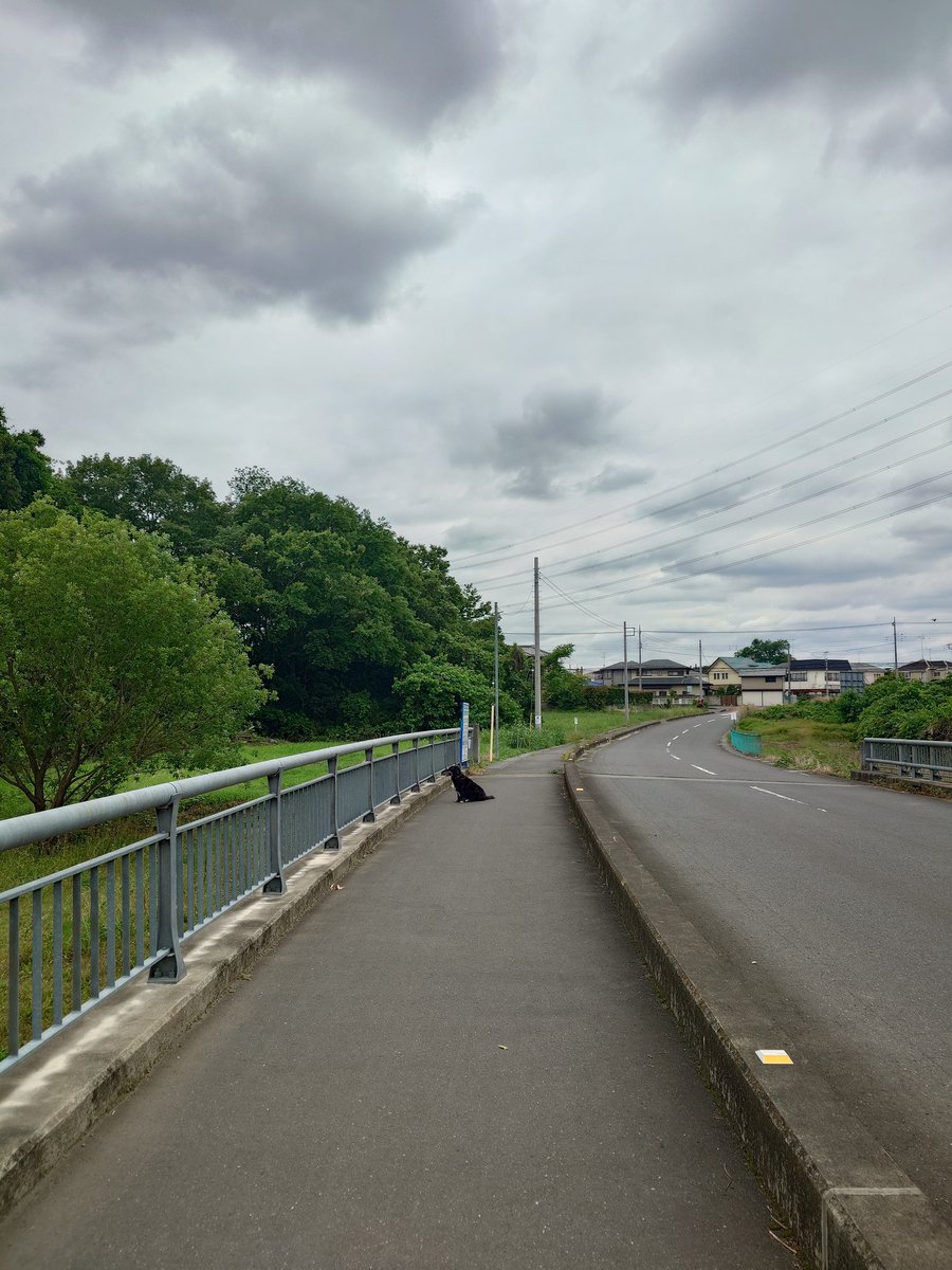 Omeeoh's tweet photo. やる気のないお嬢さま… https://t.co/0dz8nhuOJB