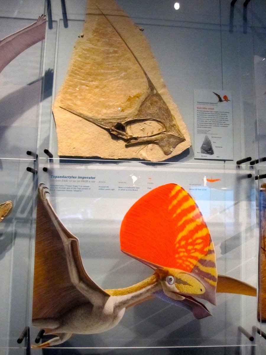 M0THMIST's tweet photo. @APin235 I love the GINN head crest it reminds me of pterosaurs https://t.co/2KmlBrXe5f