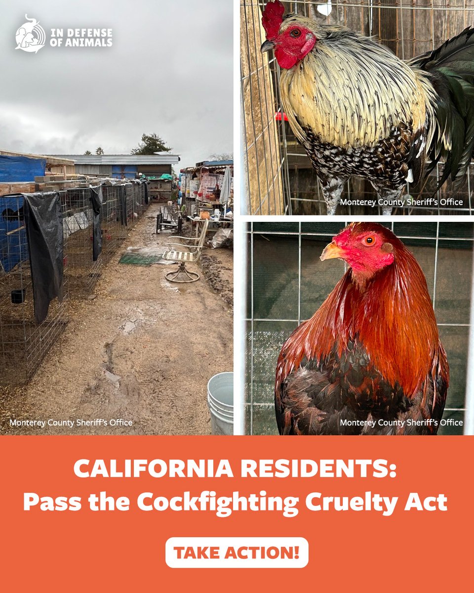 IDAUSA's tweet photo. #California Residents: Roosters are being bred, confined, trafficked, &amp; forced into brutal cockfights. Urge your state senator to support AB 928 &amp; help stop this cruelty. 
Take action: https://t.co/sFn7P2X2IA
Pls RT &amp; support https://t.co/iRuvLs58p7
#AB928 #StopCockfighting https://t.co/VX5UMi9UMg