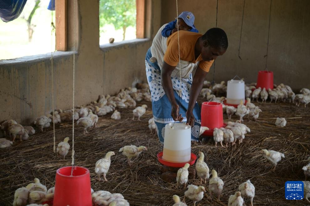cidcaofficial's tweet photo. Recent years have seen the project of China-Zimbabwe Agricultural Cooperation Demonstration Village implemented in Zindi Village. Chinese agricultural experts addressed water scarcity, improved basic infrastructure, and trained villagers in project management and maintenance. https://t.co/iIXKJTgr9a