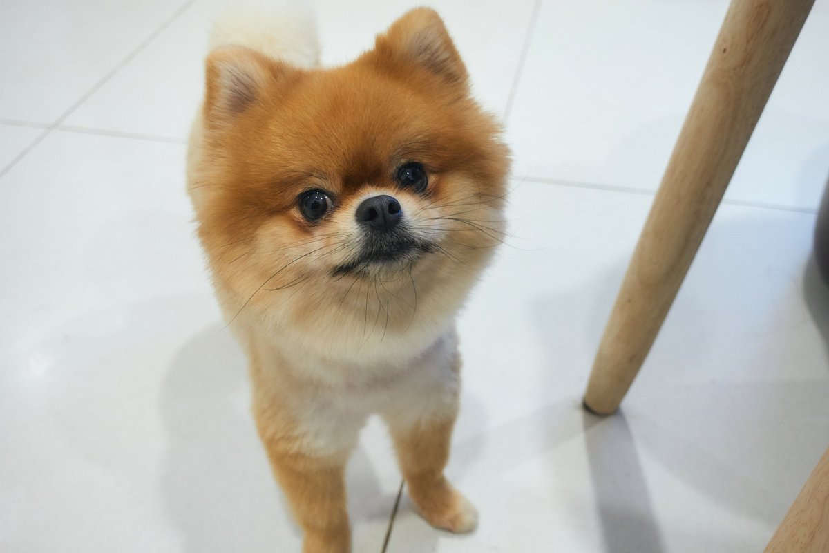 VBotchi's tweet photo. 今日の🐶 https://t.co/gFiSqfCXuK