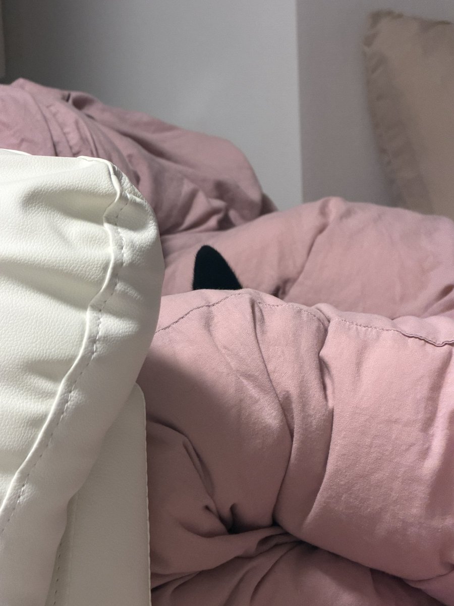 marokacho's tweet photo. 打ち合わせが終わって、あまりにも静かなので振り返ったら…

とちゅまろ係長の耳だけ発見🐕‍🦺🤍 https://t.co/zW4X1zxZdG