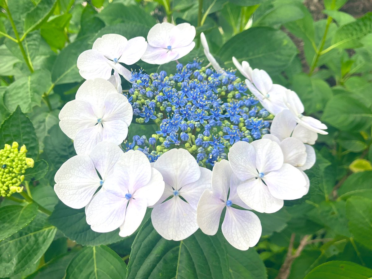 blue43milk's tweet photo. 気持ちいい陽気
#イマソラ
#空
#紫陽花
#薔薇 https://t.co/aNYKMrAHGh