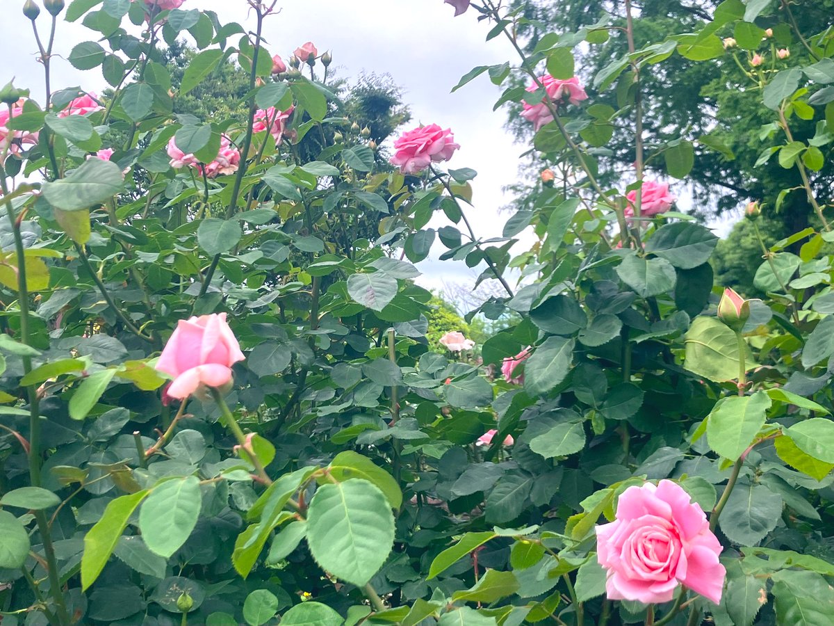 blue43milk's tweet photo. 気持ちいい陽気
#イマソラ
#空
#紫陽花
#薔薇 https://t.co/aNYKMrAHGh