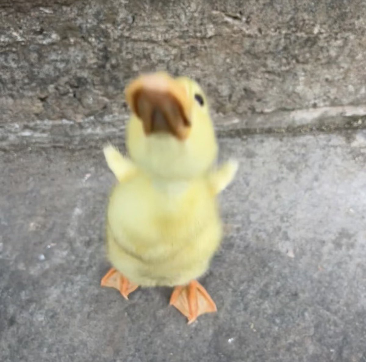 cryptblush tweet picture