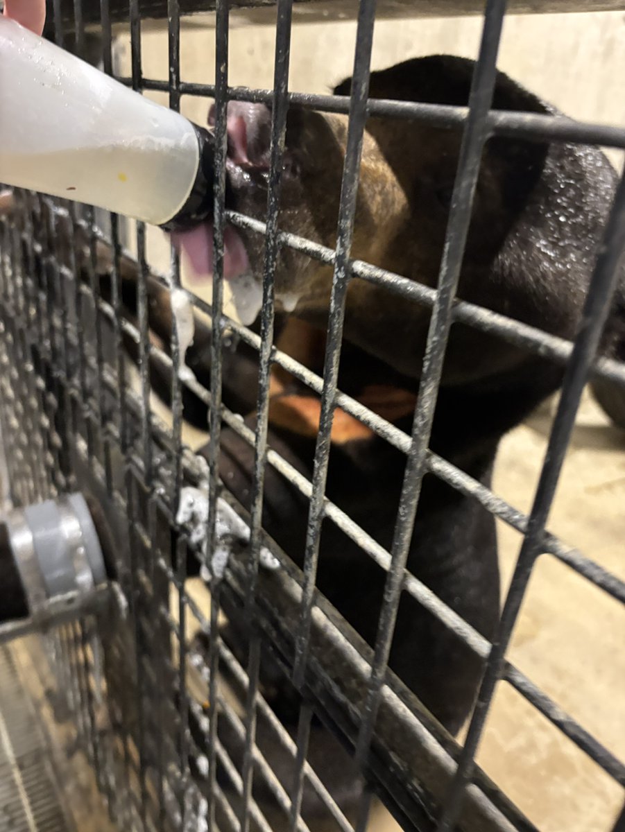 OkinawaZoo's tweet photo. 『マレーグマ担当飼育員あるある』

マレーグマのマーズの採血トレーニングは、ハチミツ水を飲んでもらいながら行います。
その時のマーズの唾液の量はとても多い！
採血中は、ハチミツ水を飲むマーズの下側で作業を行うため、気が付くと袖に唾液がたくさん付いています。
マレーグマ担当飼育員あるあるのひと時でした。