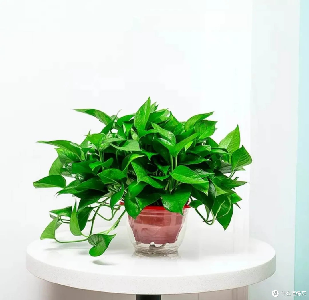 Odofinalajede's tweet photo. Pro tip for your pothos! Water when the top 2 inches of soil feel dry, and give it bright indirect light. It’ll grow happy u0026 lush in no time! https://t.co/PJSyRY1eNe