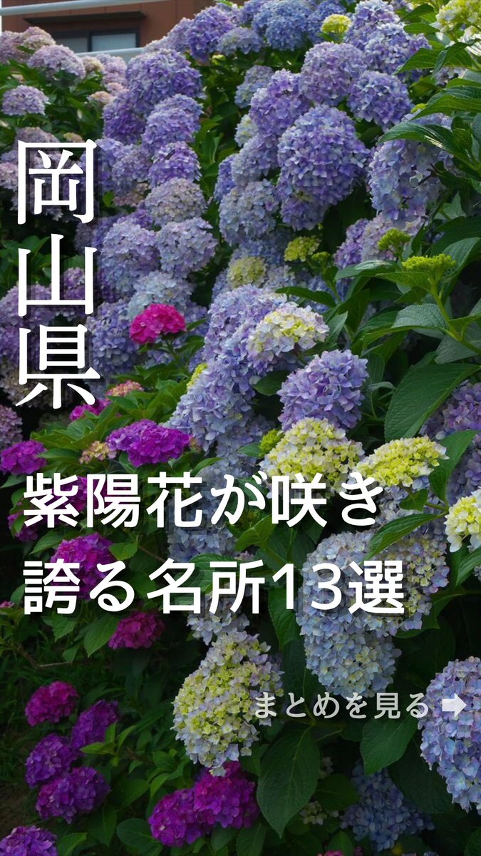 okymstyle's tweet photo. 岡山県で紫陽花（あじさい）が咲き誇る名所まとめ16選【2026年最新】 
https://t.co/Sij1mUqAcc

紫陽花アジサイが咲き誇る6～7月頃には、多くの人々がその美しさを楽しむためにあじさいの名所を訪れます。

そこで今回は、岡山県で紫陽花あじさいが見頃を迎える名所をまとめました。
岡山県の美しい紫陽花を堪能しましょう！

以下のスポットを紹介しました。

吉備津神社【岡山市北区】

美咲花山園【岡山県美咲町】

たけべの森公園のあじさいロード【岡山市北区】

深山公園（みやま公園）【岡山県玉野市】

津山城 鶴山公園【岡山県津山市】

蒜山ハーブガーデン ハービル【岡山県真庭市】

長法寺【岡山県津山市】

大瀧山西法院【岡山県備前市】

別格本山大聖寺【岡山県美作市】

児島 あじさいの壁【岡山県倉敷市児島】

種松山公園西園地【岡山県倉敷市福田】

花の山寺 普門寺【岡山県真庭市】

大山あじさいロード（大山展望台）【岡山県美作市】

済渡寺【岡山県新見市】
