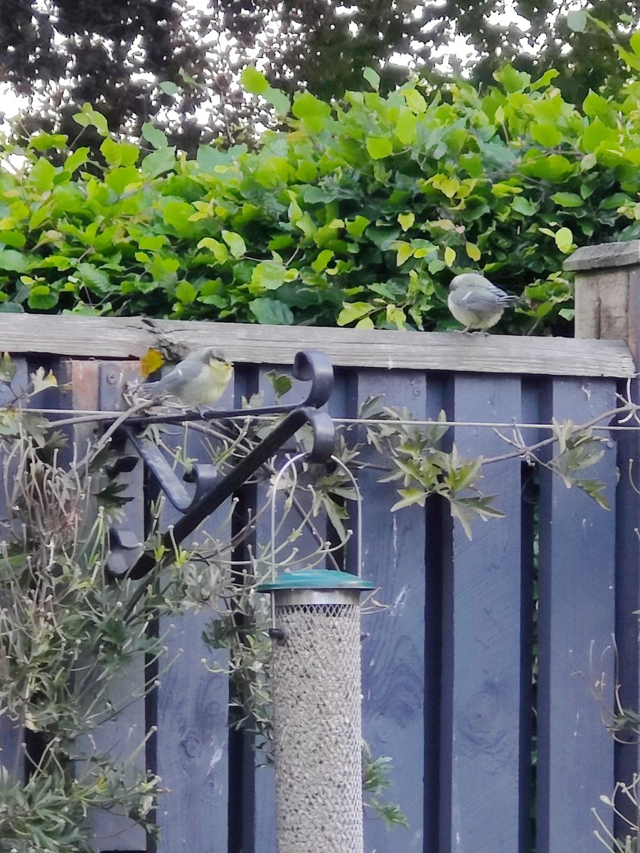derek2bell's tweet photo. Blue tit fledglings and parent #springwatch #bbcspringwatch #gardenbirds https://t.co/Xwpmv9Ify3