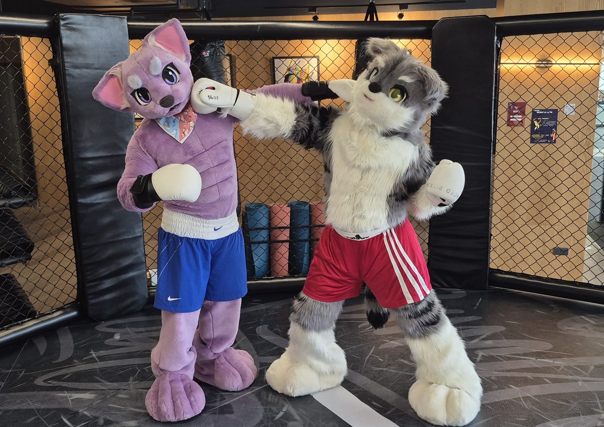 plasticer1's tweet photo. クロスカウンターをしてしまいました！🥊
#フォルダに入ってる二人組晒してけ
#FursuitFriday https://t.co/MaHDofM4cN