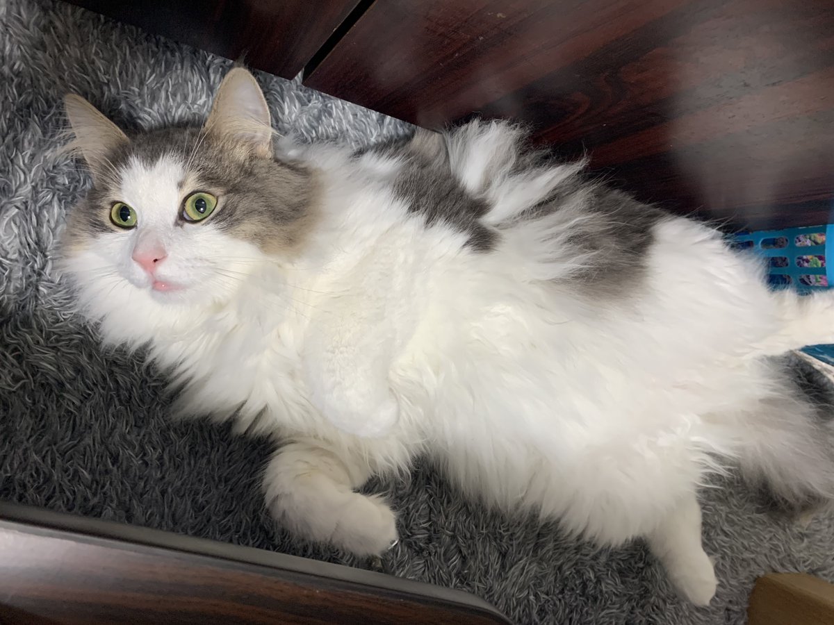 lemo_suda's tweet photo. 挟まり猫

#猫のいる暮らし #猫好きさんと繋がりたい #ノルウェージャンフォレストキャット #cat https://t.co/5hDOwid0l6