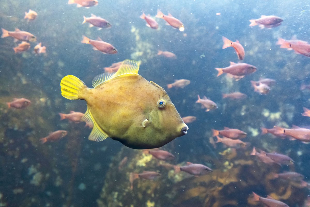 KasaiSuizokuen's tweet photo. 【お知らせ】
🐟シーライフニュース128号が出ました🐟
表紙　フレンチグラント
SEA LIFE TOPICS　
・新たな「海藻の林」をつくる
なぎさNEWS
・アカエイの穴
・なぎさで探そう! こんな生き物 「ハマヒルガオ」
もう一つの顔
・たかが「花壇」と思うなかれ
・水族園のクワイエットアワー
Webでも読めます！
https://t.co/Gd0HNQbefh

#おうちでかさりん