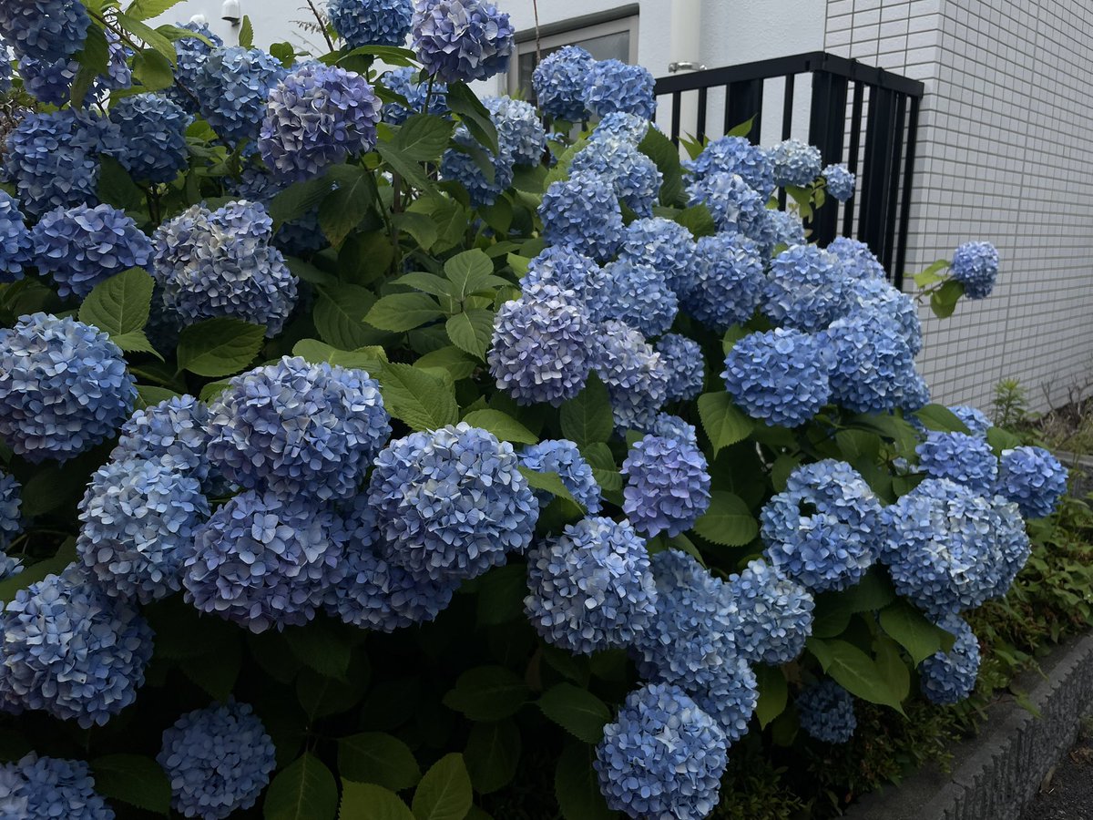 aki0158's tweet photo. 今日は通院日なので新宿へ。
ついでに前から気になっていたアゴだし高橋で期間限定のオマールエビ冷やし麺を食べた。味はすごい凝縮されて舌に絡みつく感じはなかなか。での今日は若干肌寒いので暖かい麺にすればよかったのに期間限定に弱い俺(笑)あと半袖で出かけたのも失敗。通常のは次回かな〜 https://t.co/D3MwXGNnQg
