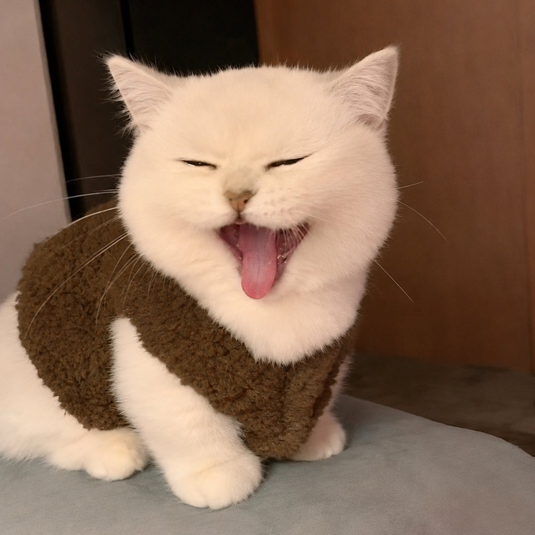 idmmao's tweet photo. สำเนาถั่วต้มทิสุดด ✅✅🐱 https://t.co/EprPDETyub