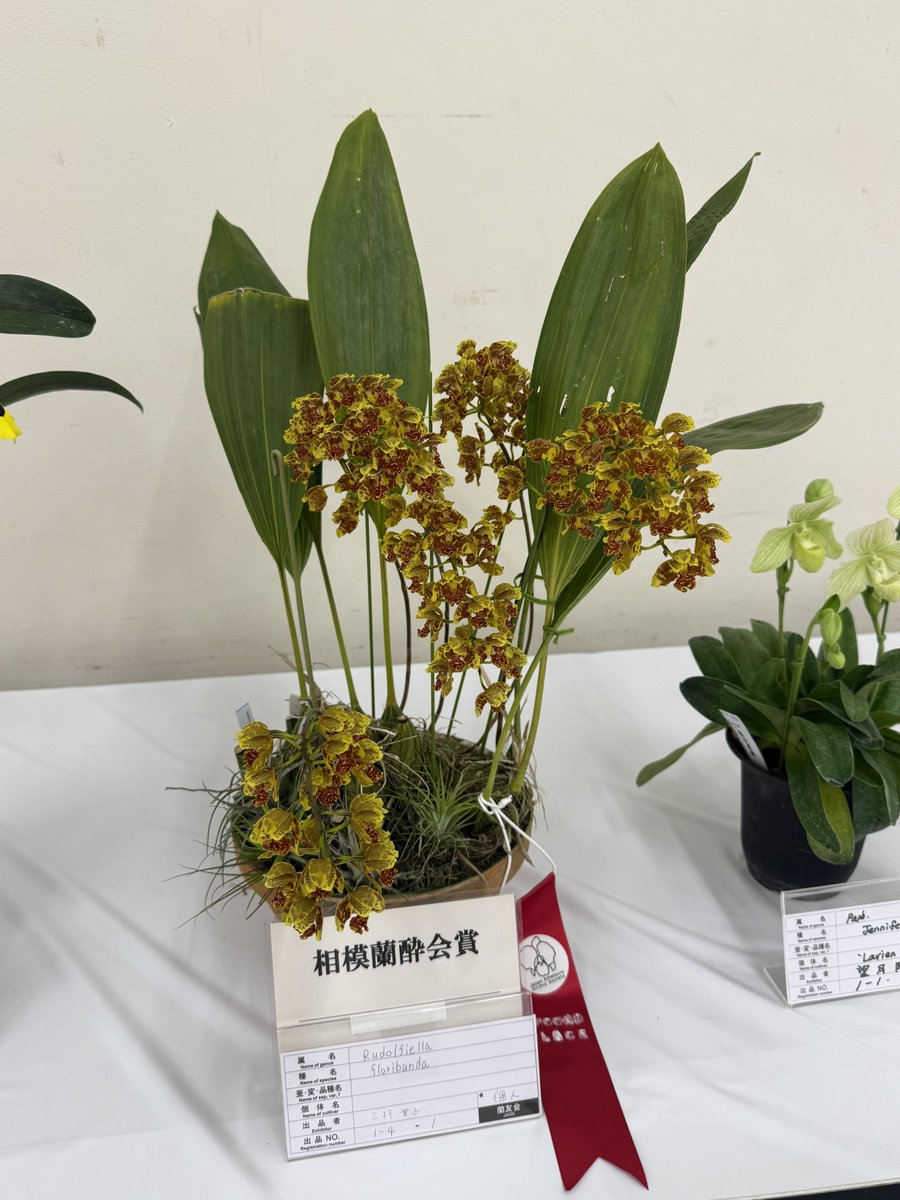 3mimolette's tweet photo. snsに載せるなら横で撮るべきよね。まぁ載せる目的じゃないからいいけど。薄い葉で葉先まで綺麗でさすが。自分ちにあるのが全く咲く気配がないと、ナルホド...となります🙂 https://t.co/g2J4FpyhCR