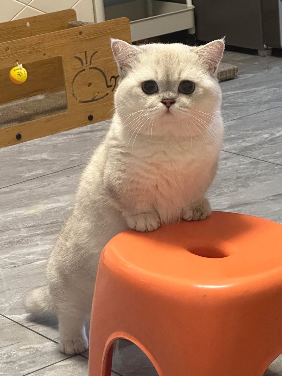 mionadearest's tweet photo. ⠀

              𓍢ִ໋🩰₊˚⊹ ᰔ https://t.co/A9absaSGt5⠀

little miss grumpy looks less grumpy today https://t.co/JF6e4NYpuD