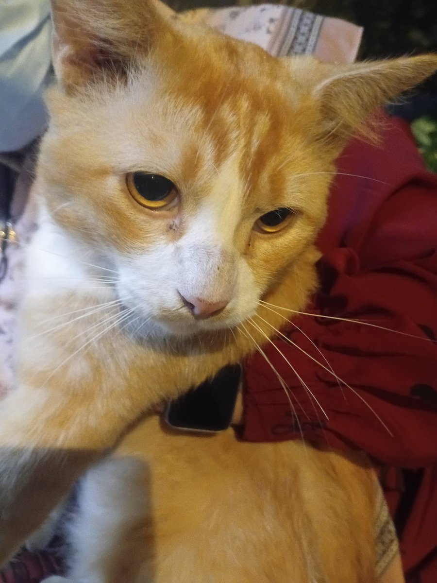 Fird_4u5's tweet photo. Sharing this on behalf of someone who DM'd me

This handsome boy has been staying at a bus stop for about a week now. He appears to be a mix of Persian and domestic cat. He's quite large, with a long body, and he's absolutely adorable.⬇️ https://t.co/7hFRsq3X77