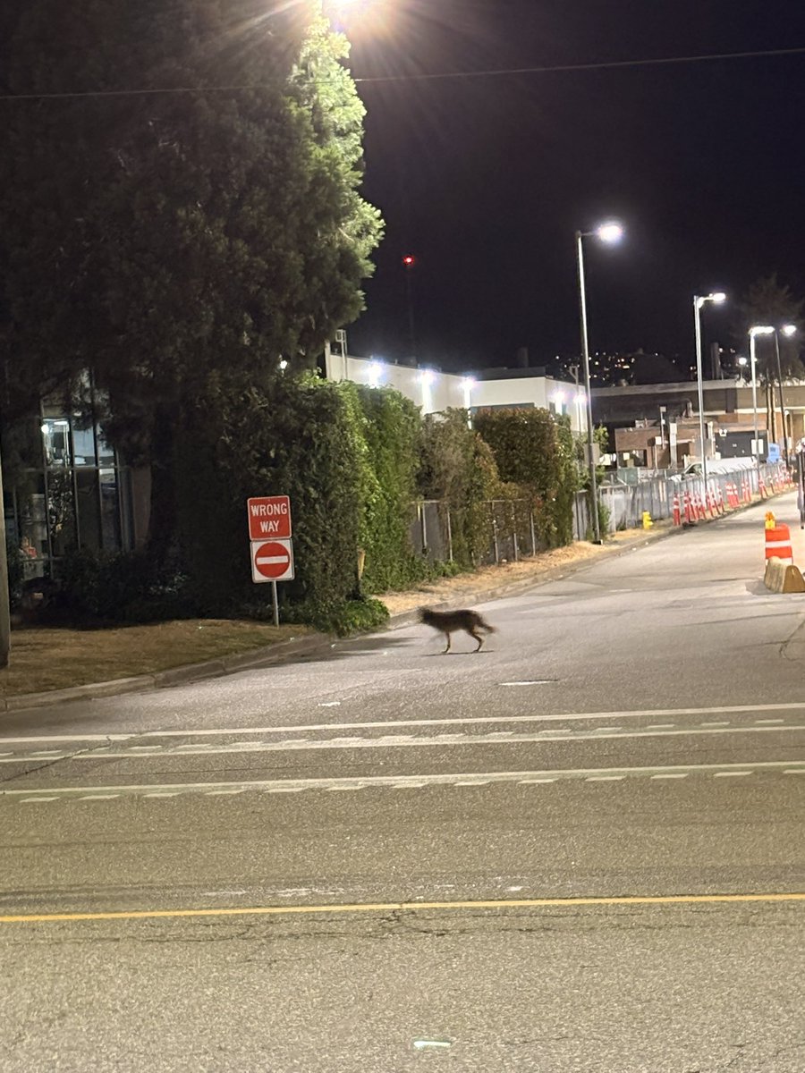 trashnap's tweet photo. poco moment: coyotes at the bus barracks https://t.co/vpxKFIi1Rr