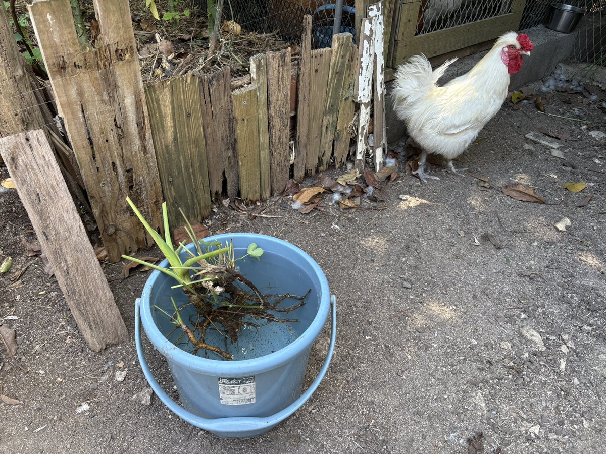 mj_transfer's tweet photo. 長命草の根っこを貰ってきたぞ〜！どこに植えるかな？あとモリンガも欲しい。

そして枇杷の種も届いた。

枇杷の木は庭に植えるな！と言われて調べたら、枇杷の木はいろんな効能があるから病人がそれを求めて家に集まり気が落ちるかららしい。

枇杷の葉は常に欲しいよなあ。 https://t.co/V1Zc7Z4Wir