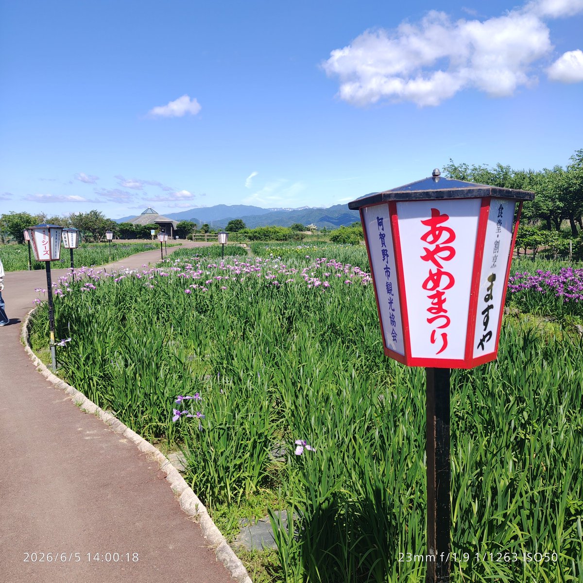 ibissummer's tweet photo. #瓢湖あやめまつり
きれいに晴れてくれたので青空の下で花の色がよく映えてます
これから咲く品種もあるみたいなので、お楽しみはまだまだ続きますね https://t.co/1rcjjEjC9h
