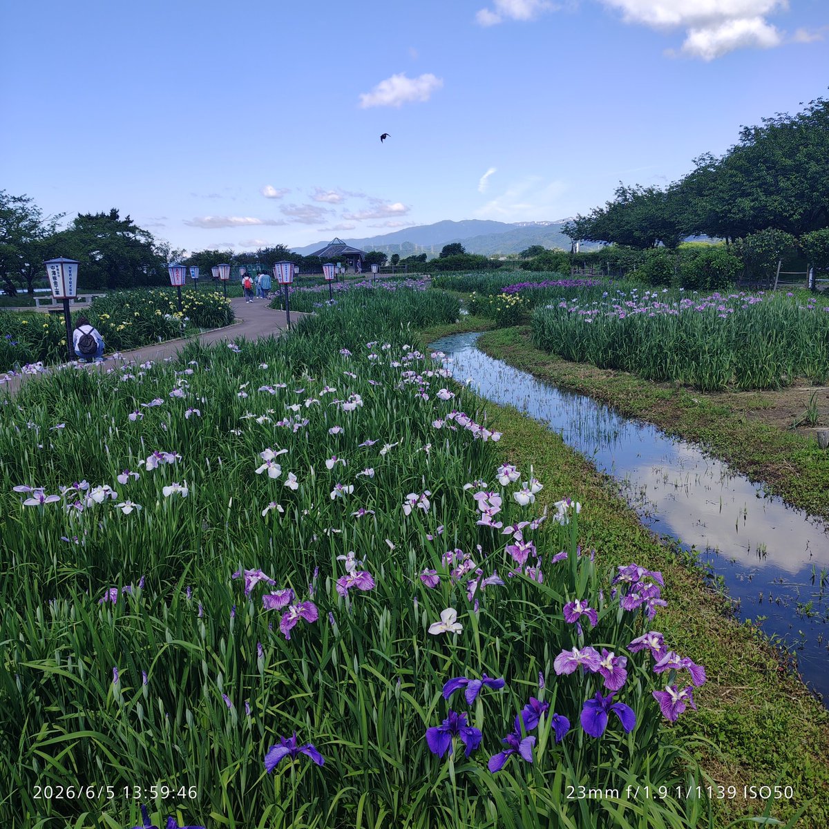 ibissummer's tweet photo. #瓢湖あやめまつり
きれいに晴れてくれたので青空の下で花の色がよく映えてます
これから咲く品種もあるみたいなので、お楽しみはまだまだ続きますね https://t.co/1rcjjEjC9h
