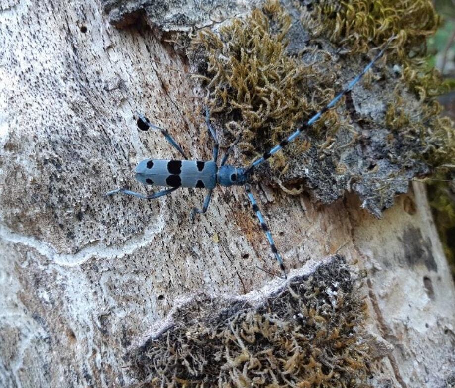 parcoDF's tweet photo. La Natura possiamo anche leggerla.
Online sul nostro sito troverai diverse relazioni riguardanti i monitoraggi realizzati sul campo.

Puoi scaricare i file link
https://t.co/sCADyHWUr6

Buona lettura. 

#relazioni #monitoraggi #parchinaturali #studi https://t.co/mMWEtw2kDv