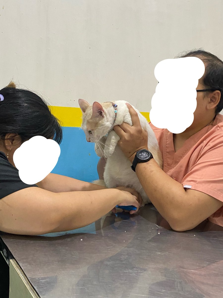 mowikucing's tweet photo. Hari ini gantian mas broto yg mandi🤭 kata pak dok dan bu dok, mas broto dah agak berlebihan beratnya (5,8 kg) trs karna dah steril juga jd skrg diminta ngontrol makannya, gaboleh free flow lg🤭🤭🤭🤣 https://t.co/L0BnRjuu7C
