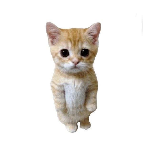 2OO6_O41O's tweet photo. 小清水蓮 子猫… https://t.co/4Rns1TMilp